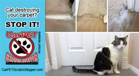 When a cat tries to scratch at the carpet by a closed door, its claws will. How to stop your cat from scratching your furniture and ...