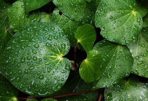 3840x2585 Dewdrops Droplet Droplets Green Leaf Leaves Nature