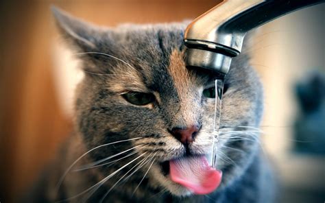 Mačka Pije Vodu S Slavine Mačka Slike Pozadine