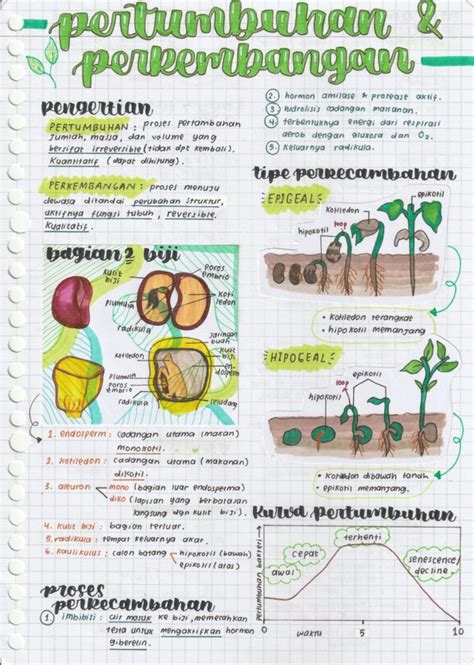 Pertumbuhan And Perkembangan Tumbuhan Biologi Kelas 12