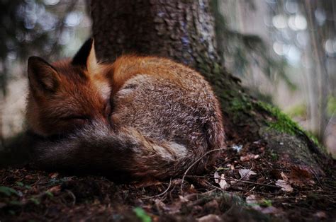 Sleeping Fox Photograph By Nisse Rantala