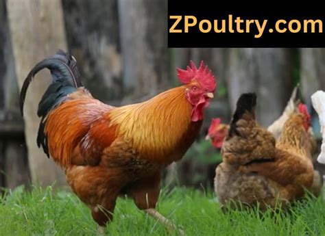 Blue Laced Red Wyandotte Chickens Vets Guide Zpoultry
