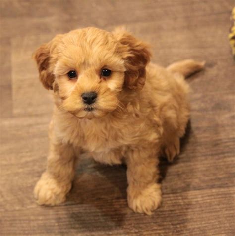 Find dogs and puppies for sale, near you and across australia. Cavapoo Puppies For Sale | Tulsa, OK #292477 | Petzlover