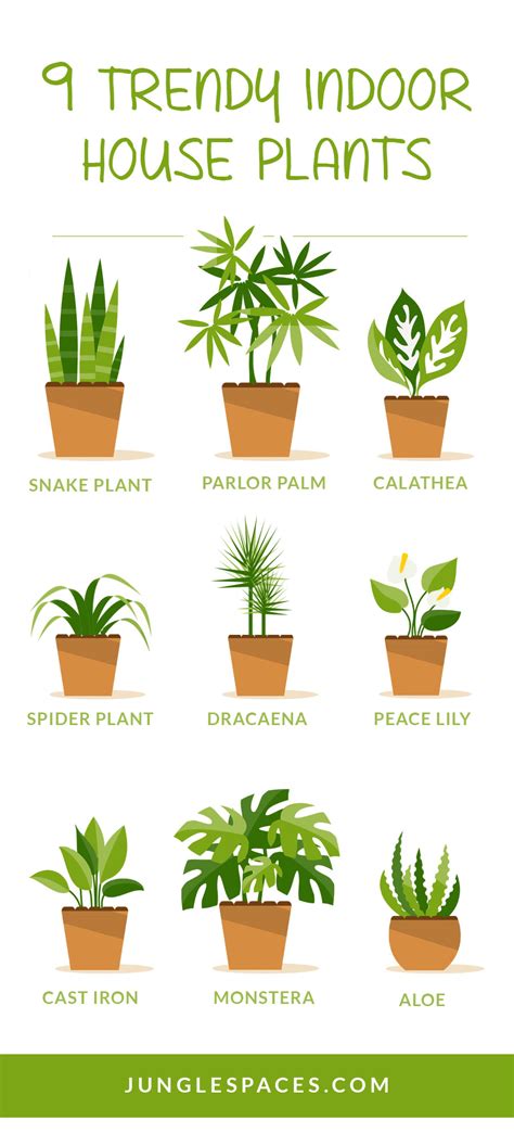 If we're talking about plants that don't need sunlight, it's only logical that a fern would make the list! 9 Trendy Houseplants That Don't Need Direct Sunlight ...