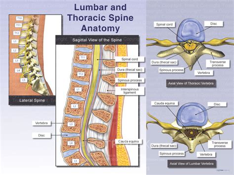 Anatomy Of The Long Thoracic Nerve Trial Exhibits Inc