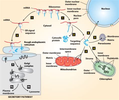 Secretory Pathway Pt1 Co Translation To Er Flashcards Quizlet