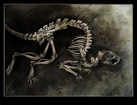Rat Skeleton Study By Dawnfrost On Deviantart