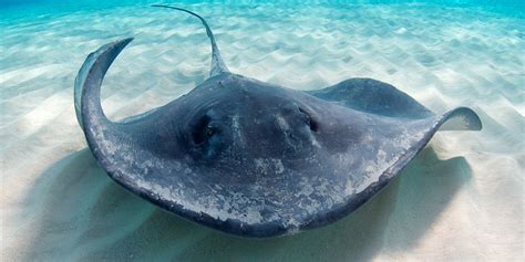 Stingray Fish Facts A Z Animals 51 Off