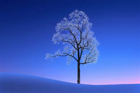 Winter Tree Hd Wallpaper Background Image 1920x1278