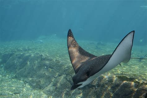 The southern eagle ray has a blunt snout and eyes on the sides of the head. Spotted Eagle Ray- Aetobatus narinari