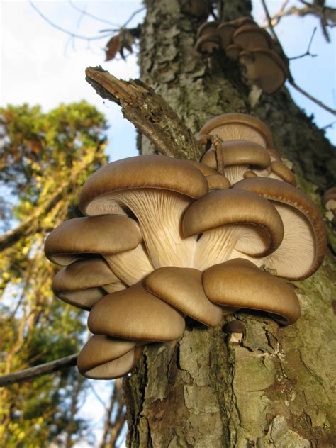 Free Photos Oyster Mushroom Pleurotus Ostreatus Sanyuhwa