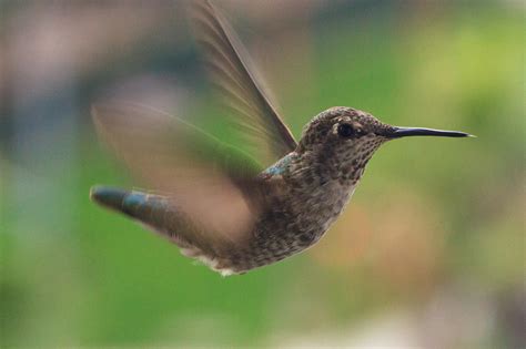Busy Hummingbird Photograph By Dina Calvarese Fine Art America