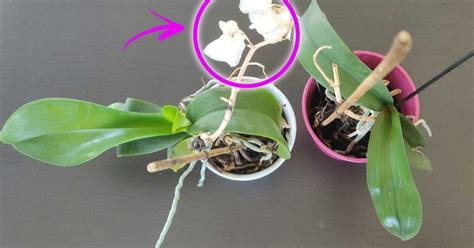 I fiori dell'orchidea durano molto a lungo, quelli già presenti sulla pianta durano mesi. curare-orchidee nel 2020 | Orchidea, Cura orchidea, Fiori ...