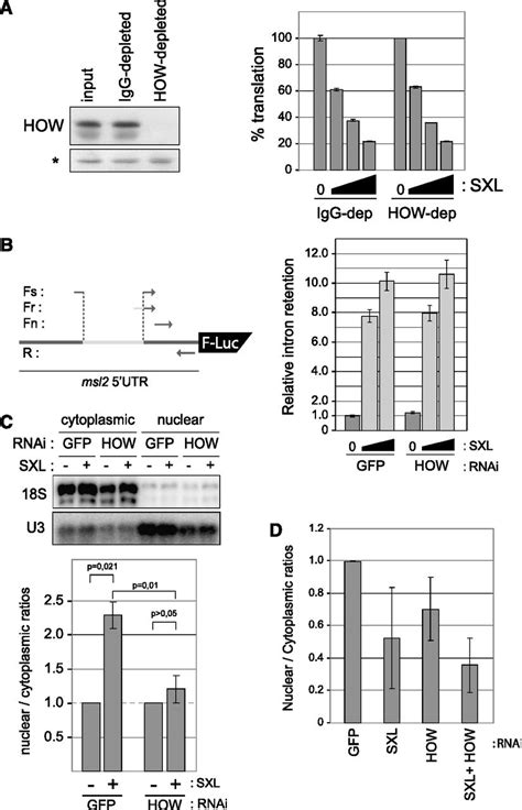 Sex Lethal Promotes Nuclear Retention Of Msl2 Mrna Via Interactions With The Star Protein How
