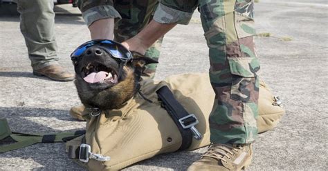 Army Rangers Look To Kit Up Their Specially Trained Canines With
