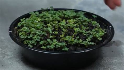 15 Easy Diy Salad Bowl Garden Ideas Balcony Garden Web