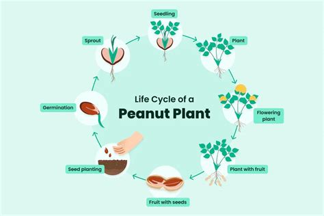 How Do Peanuts Grow — Lifecycle How Long And How To Growing Tips