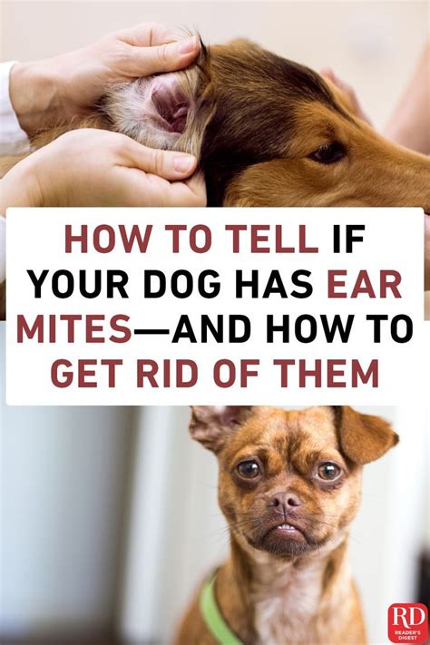 How To Do Dogs Get Ear Mites