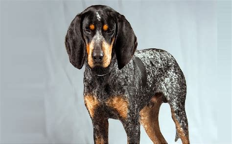 Bluetick Coonhound Temperament And Personality Child Friendly And
