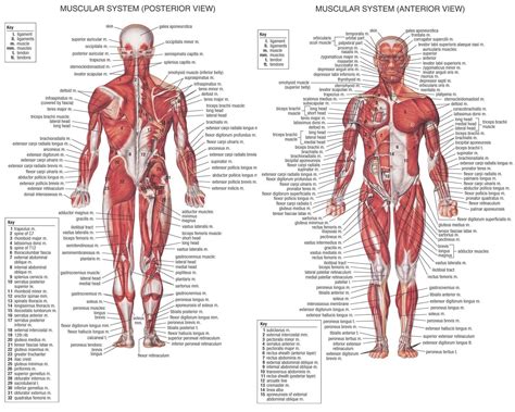 Human Muscle Structure Diagram Anterior View And Posterior View In
