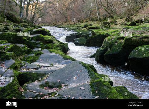 River Wharfe Water Flowing Through The Strid A Narrow Channel Between