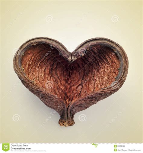 Heart Shaped Nut Shell Stock Photo Image Of Detail Natural 35553140