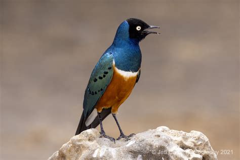 Jeff Cables Blog The Amazing And Colorful Birds Of Africa