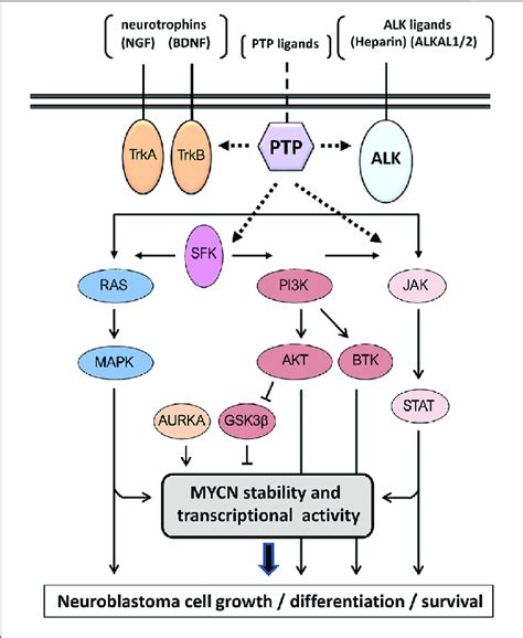 Schematic Depiction Of The Major Signaling Pathways In Neuroblastoma