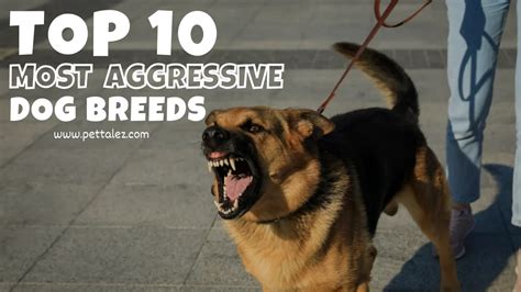 Top 10 Most Aggressive Dog Breeds Of 2023 A Comprehensive Guide 𝗣𝗘𝗧