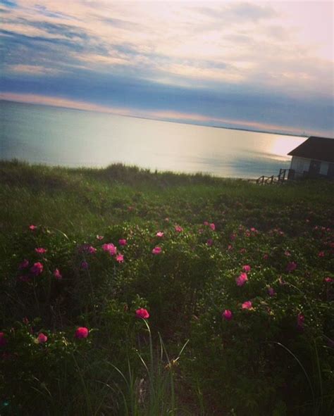 Unit #16 beach point pagodas, cute & cozy studio, w/access to all cape cod, wrap around deck, outdoor grill. Beach roses Cold Storage Beach North Truro, Ma. | Cape cod ...