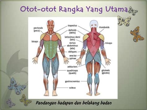 Otot Rangka Ciri Fungsi Bagian Dan Cara Kerja Lengkap Dengan Riset