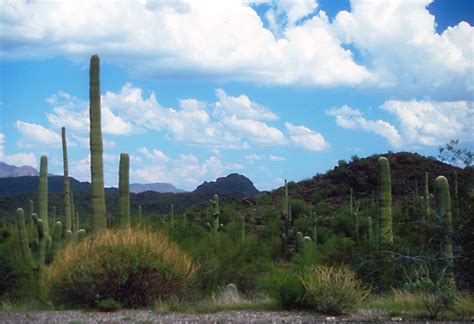 That people recognize that if they steal cacti from saguaro national park, that there's a chance that we're going to be able to identify that the cactus came from the park. Organ Pipe Cactus National Park, Arizona, in the Sonora ...