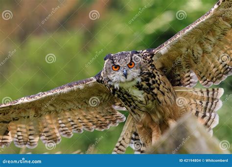 Eagle Owl Swooping On Prey Stock Photo Image Of Background 42194804