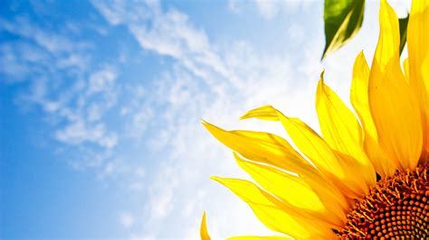 Flower Sunflower Sky Full Hd Wallpaper