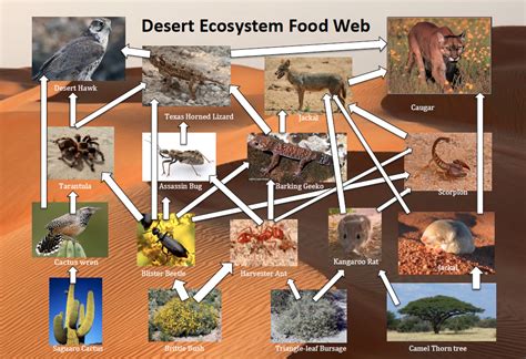 Desert Ecosystems Food Web