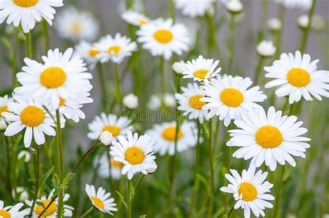 Many Marguerites On A Meadow Of Flowers In The Garden With Nice White