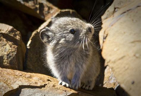 5 Wild Facts About The American Pika The Cutest Endangered Species