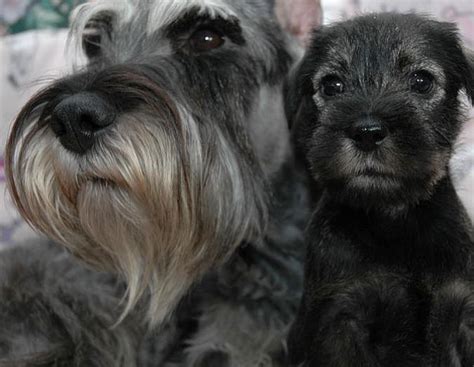 Welcome To The Standard Schnauzer Club Of Canada