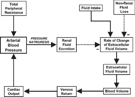 Regulation Of Blood Pressure By Baroreceptor Mechanism