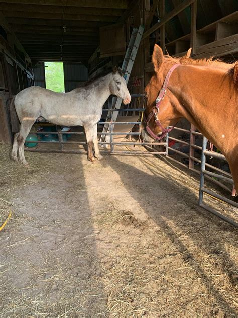 Weigh these pros and cons of giving your child an allowance. Pros And Cons Of Horse Shoes | Equestrian Amino