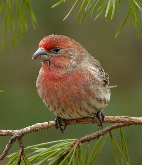 House Finch Male In A Pine Feederwatch