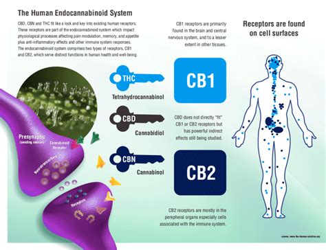 The Role Of The Endocannabinoid System In The Human Body Cure