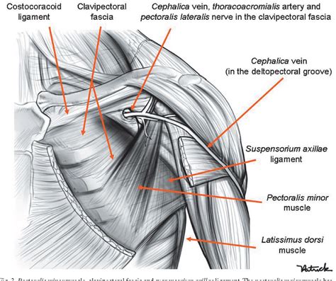 Figure 9 From Anatomy Of The Thoracic Wall Axilla And Breast