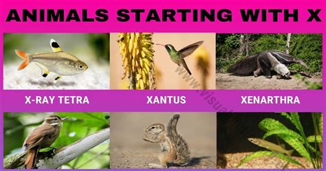 Animals that Start with X: Wonderful Names of 10+ Animals Beginning
