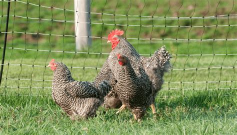 21 tips keeping your chickens safe from predators the happy chicken coop chickens for sale