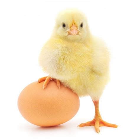 What Came First The Chicken Or The Egg Eximus