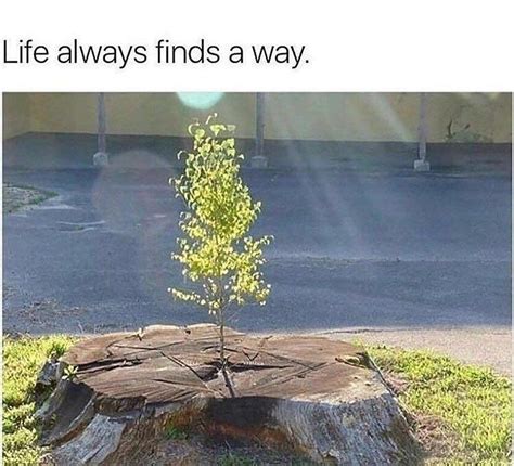 Life Always Finds A Way Pictures Photos And Images For Facebook