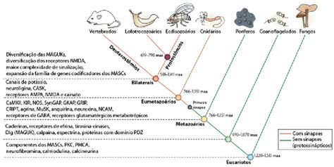 Cladograma árvore Filogenética Mostrando Táxons Relevantes Para A