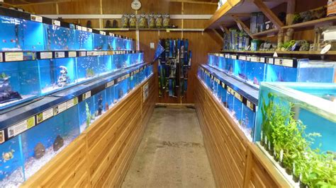 Booker Maidenhead Aquatics Fish Store Review Tropical Fish Site