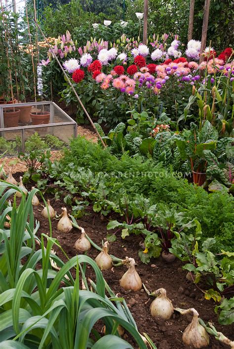 Vegetable And Flower Garden Plant And Flower Stock Photography